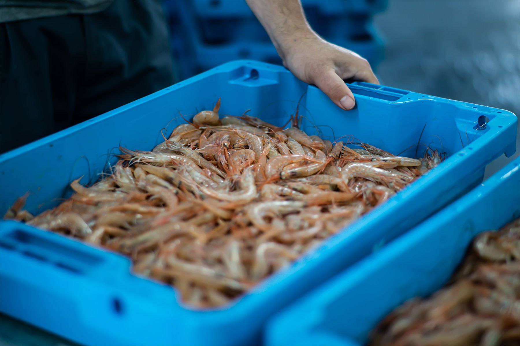 Gamba blanca de Palamós