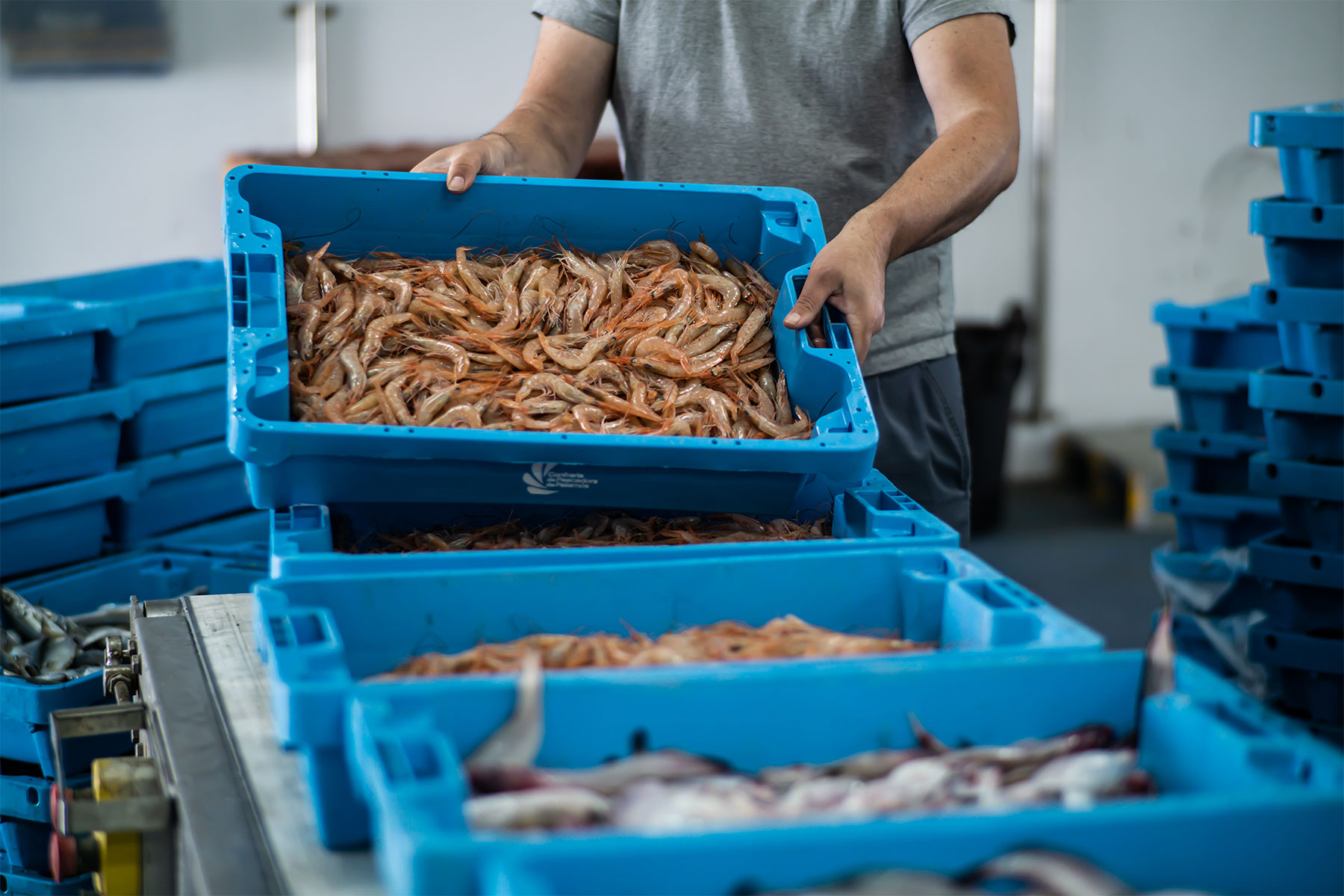 PACK L’ARRÒS DE DIUMENGE