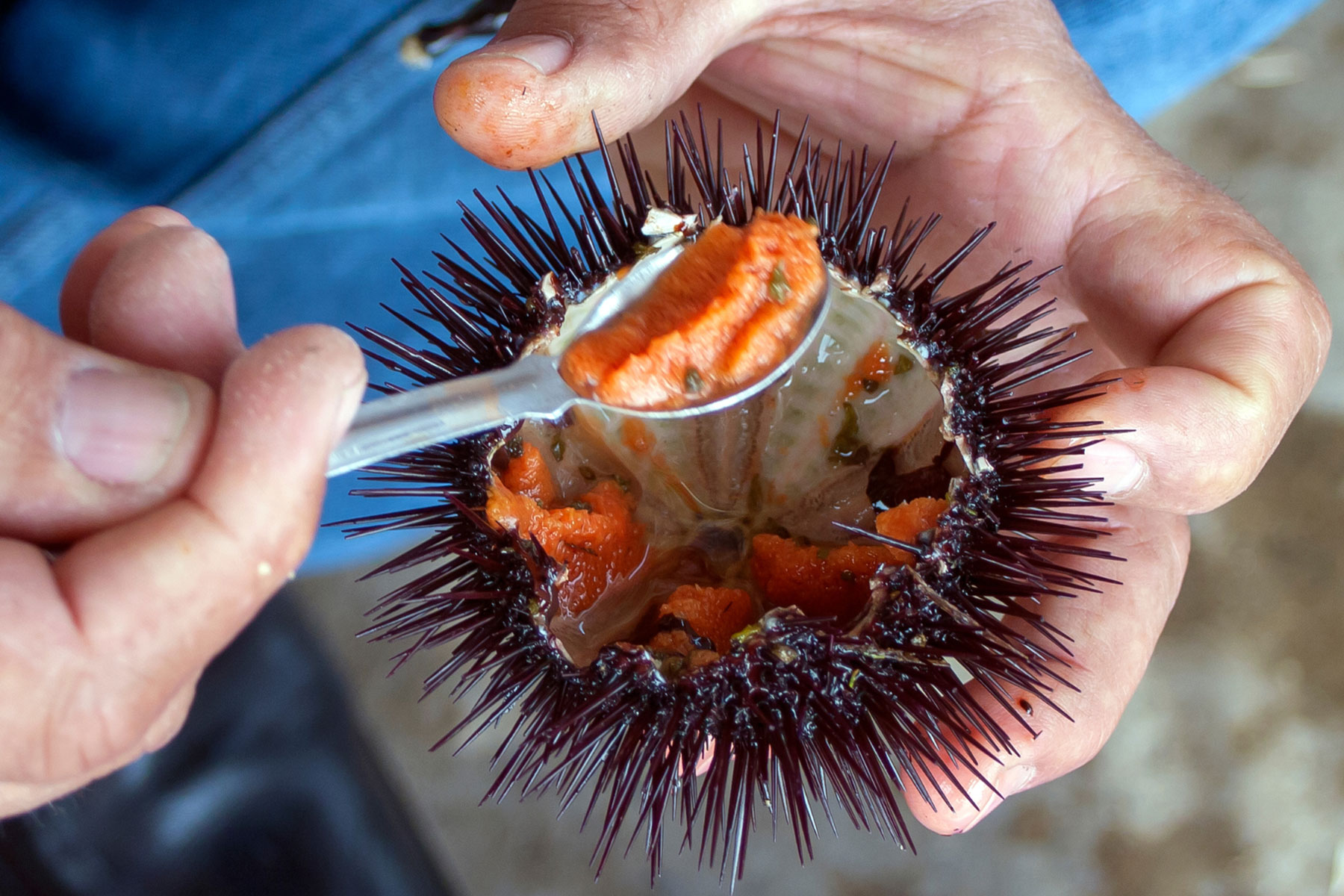 Oriç (Garota/garoina)