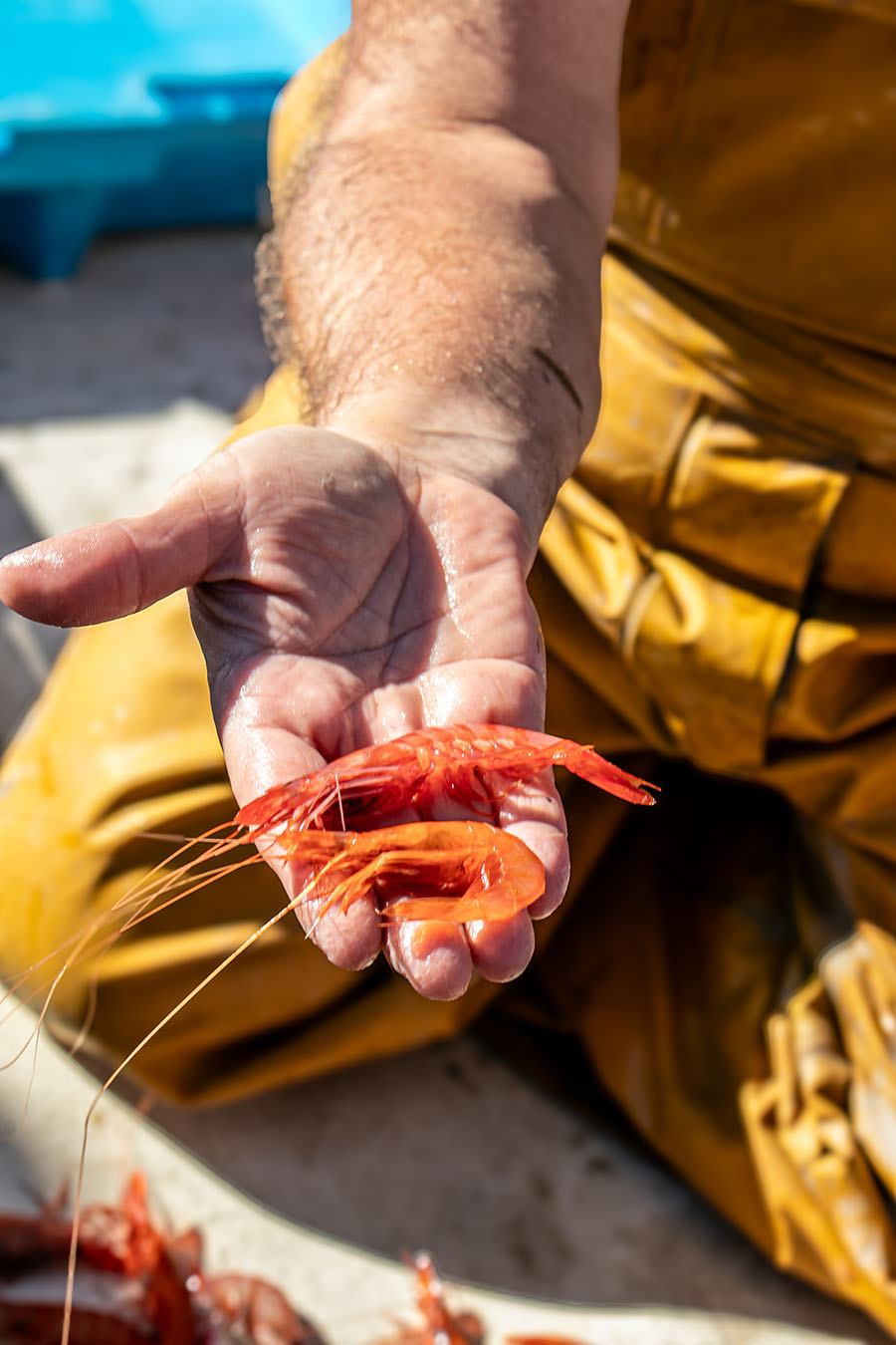 PACK ARRÒS LA JOIA DEL PORT - Imatge 6