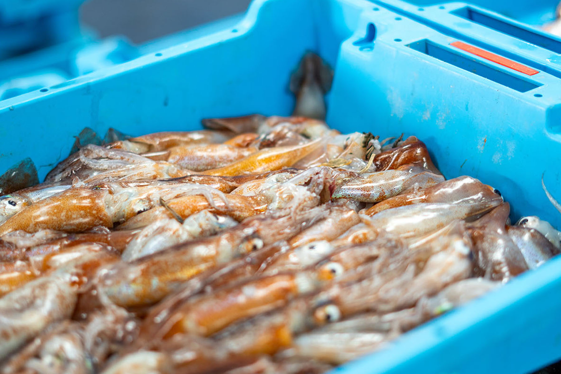 PACK EL ARROZ DEL DOMINGO - Imagen 5